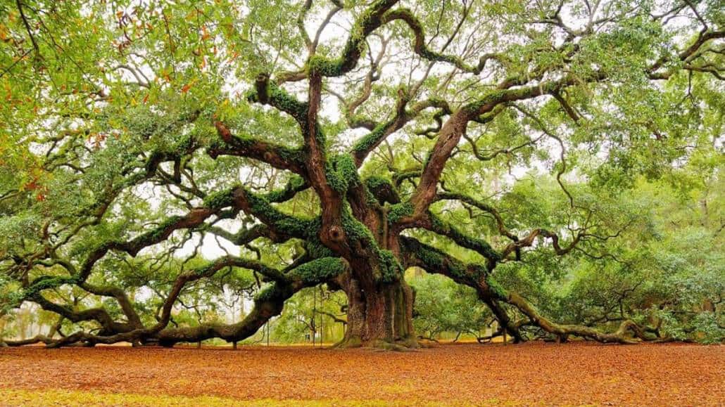 angel oak tree charleston