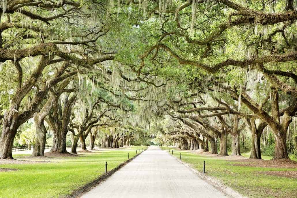 Charleston area plantations