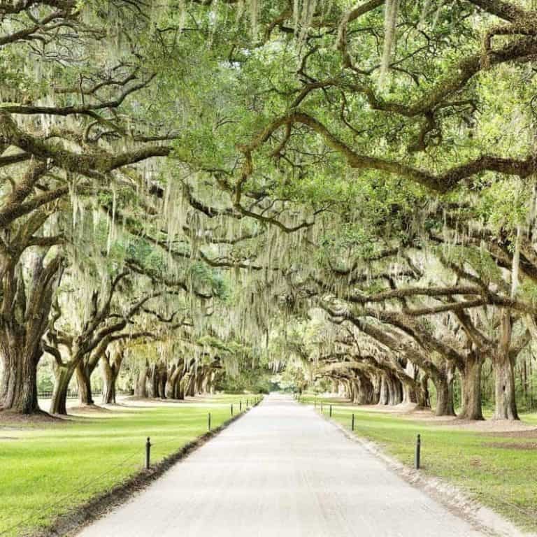 Boone Hall Plantation Discount Admission Tickets | Charleston Tour Pass