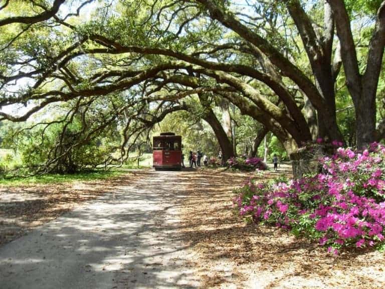 charleston tea garden tour