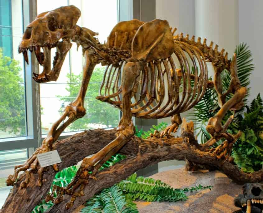 Mace Brown Museum of Natural History Discount Admission Tickets TourPass®