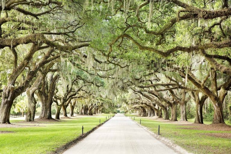 boone hall avenue of oaks