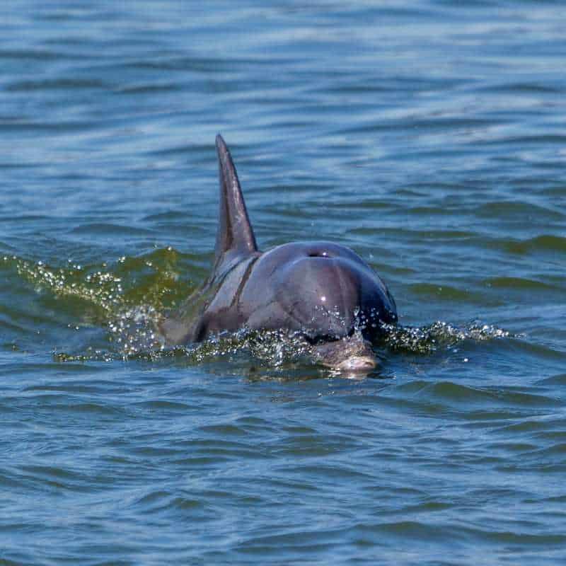 savannah dolphin eco tour