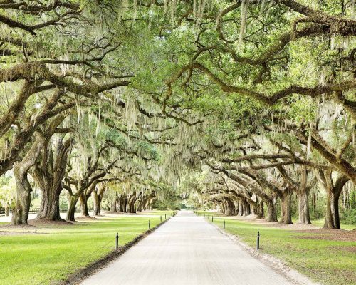 boone-hall-avenue-of-oaks.jpg