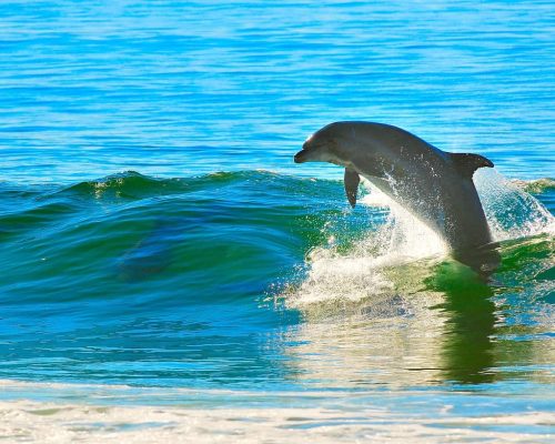 dolphin wildlife boat tour - st augustine